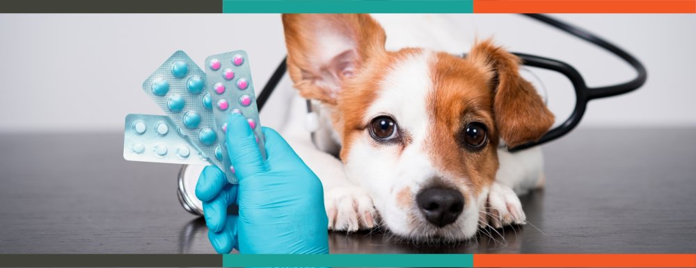 Veterinary Medicinal Products Registration